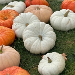 Fall Festivities Galore: Food Trucks, Pumpkin Patches, and Craft Fair Return to Campus!"