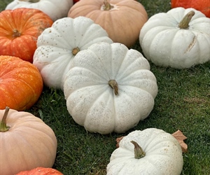 Fall Festivities Galore: Food Trucks, Pumpkin Patches, and Craft Fair Return to Campus!"